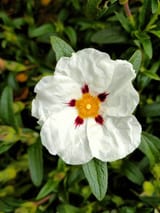 labdanum