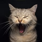 67567