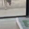 coyote_thumb.jpg