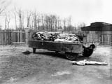 bodies-of-nazi-victims-lie-in-a-wagon-and-on-the-ground-at-buchenwald-concentration-camp-the (1)