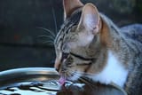 7b19d32052519f1222dc8d7639c9ee14-imagejpeg