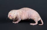 heterocephakus glaber