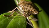 soybeanresearch-Soybean-Stink-Bugs-1_1280x720_acf_cropped
