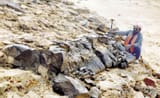 070423_fungus_hmed_3p