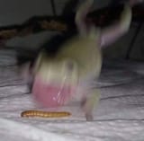 GuOeLHragAICClP
