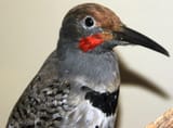 Colaptes_rufipileus_(Guadalupe_flicker)