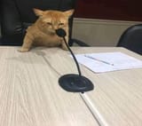 cat