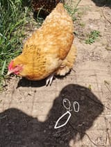 realistic shadow
