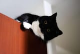 uni-the-cat-v0-9ckwsdgtg40c1 (1)