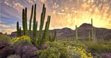 sonora-cactus-organ-pipe