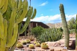 d-jardin-cactus-2