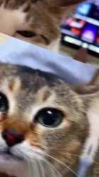 1725790384404567_thumb.jpg