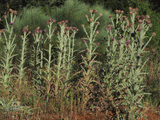 Thistle