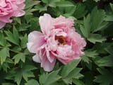 1200px-PaeoniaSuffruticosa7