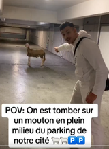 sojacques mouton