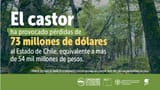 castor