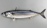Fish from Norway. Yum Yum.