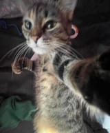 cat punch
