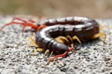 mukade_centipede-1024x683-1887060966