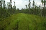 bog