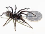 sydney funnel web