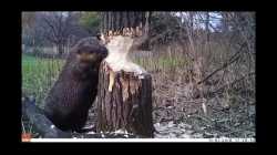 beaver gnawing on tree_thumb.jpg