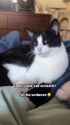 seductive cat_thumb.jpg
