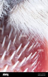 ultra-macro-close-up-detail-shot-of-a-cats-tongue-with-small-hooks-papillae-2E8XKHM