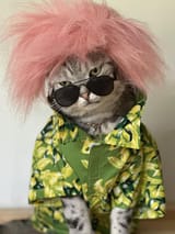 Punk_kot