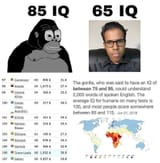 Somali Schizo