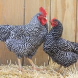 BARRED-ROCK-PAIR