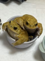 GtPuuflacAAk0zU