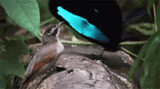 dancing-bird