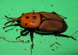 Rhynchophorus_ferrugineus_adult