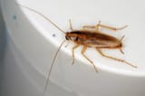 german-cockroach-featured