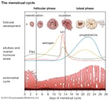 changes-woman-cycle