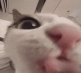 plink-cat