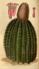 Melocactus_intortus