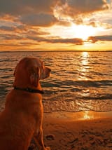 doggo