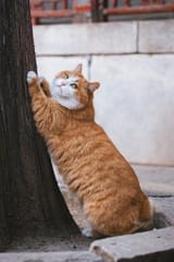 cats-fluffy-8868555