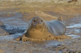 the-muddy-seals-of-donna-nook-v0-liip78imu8va1