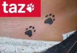 TAZ