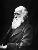 Darwin_J.-Cameron-DP