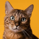 why-do-cats-stare-at-humans[1]