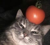 pomidor