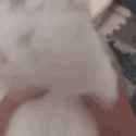 cat-shake_thumb.jpg