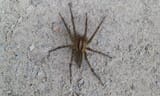 wolf-spider-1000x600