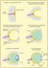 Diagram_of_eye_evolution.svg