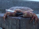 crab