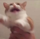 zdfdkqhr2gb71